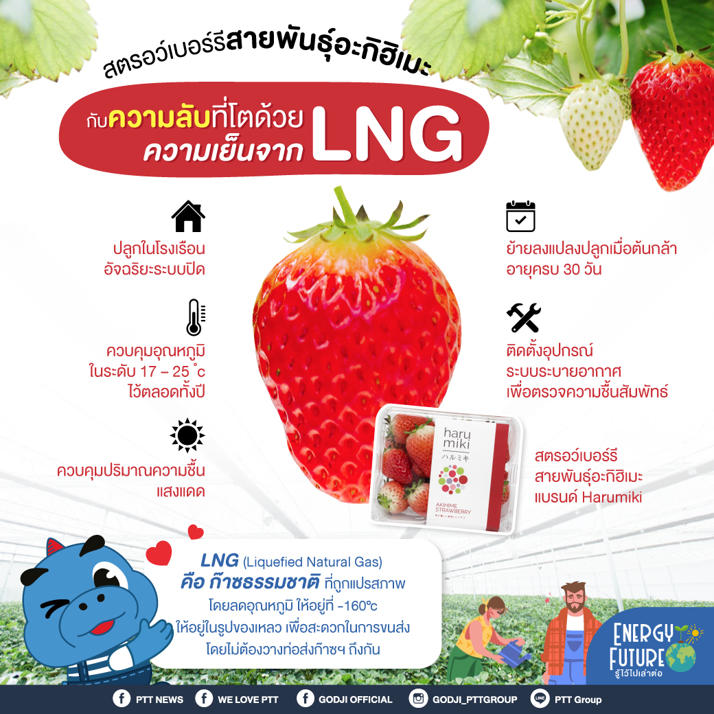 สตรอว์เบอร์รี่สายพันธุ์อะกิฮิเมะ กับความลับที่โตด้วยความเย็นจาก LNG