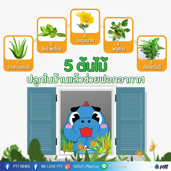 5 ต้นไม้ ปลูกในบ้านแล้วช่วยฟอกอากาศ